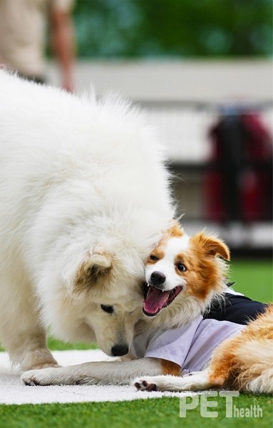 켄싱턴리조트 충주 펫플렌들리케어. 사진 선마을