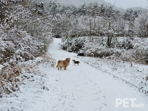 라이프위드도그 산책로. 2022년 겨울 트레킹 모습. ⓒ펫헬스