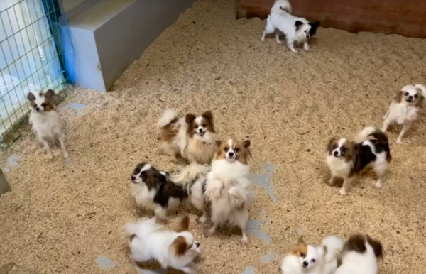 전문 켄넬 모습. 사진 필자제공