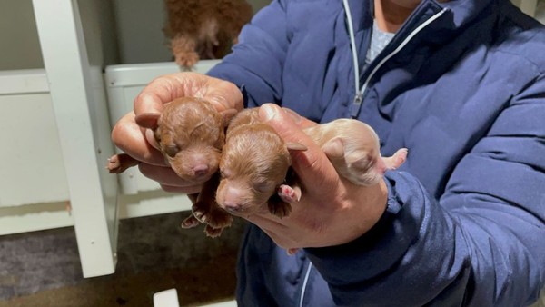 전문 켄넬의 10일 된 자견. 사진 필자제공