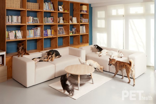 일룸이 동물권행동 카라의 동물보호센터 ‘더불어숨센터’에 지원한 펫 프렌들리 소파 ‘무브’. 사진 일룸