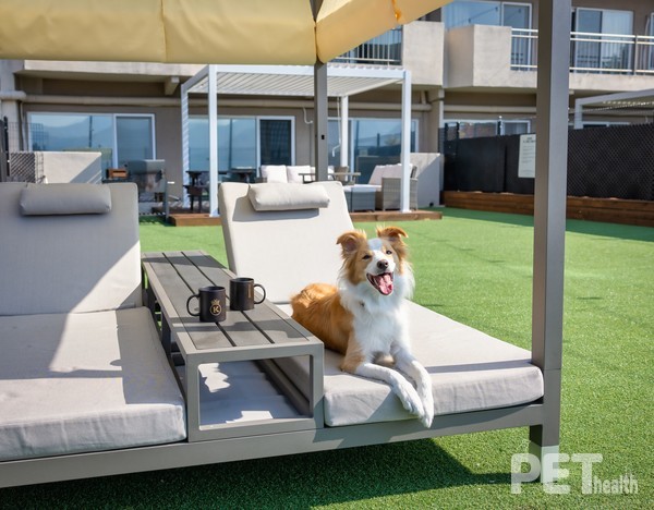 부총지배인 케니. ⓒ펫헬스