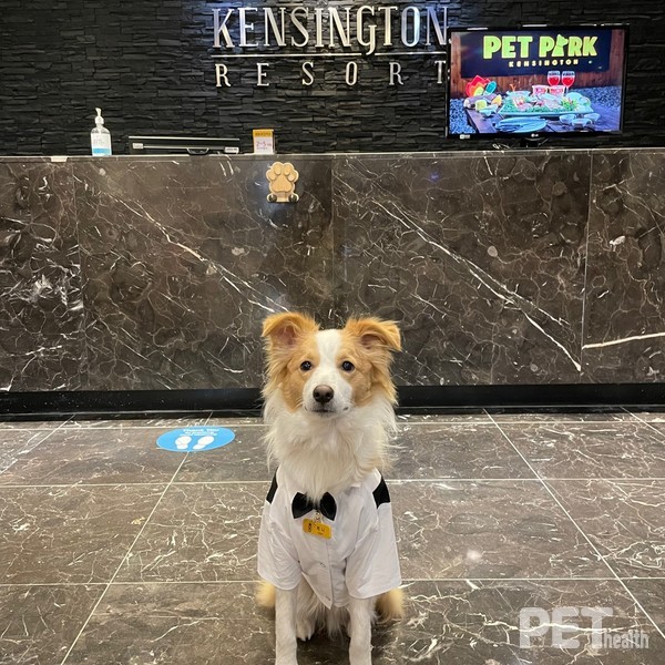 부총지배견 케니. ⓒ펫헬스