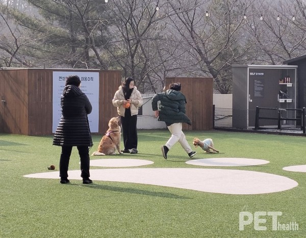 켄싱턴리조트 충주 펫 파크에서 반려인과 반려견이 즐거운 시간을 보내고 있다. ⓒ펫헬스