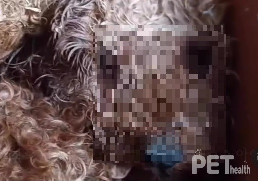 [사진=동물권단체 케어 SNS 화면 캡처]