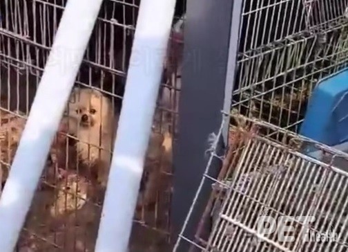 [사진=동물권단체 케어 SNS 화면 캡처]