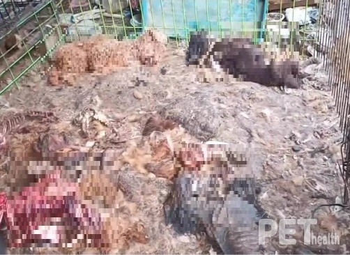 지난 5일 경기도 양평에서 굶은 죽은 것으로 보이는 개 사체 수백구가 발견되는 사건이 발생했다. [사진=동물권단체 케어 SNS 화면 캡처]