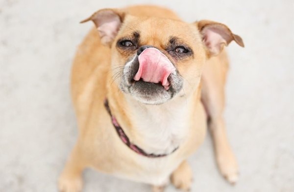 사진 Petfoodindustry