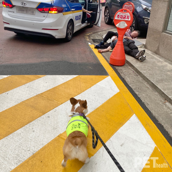 서울 반려견 순찰대 활동 모습. 사진 서울시