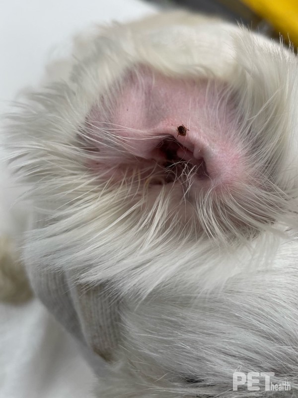 반려동물 진드기 채취 모습. 사진 대전보건환경연구원