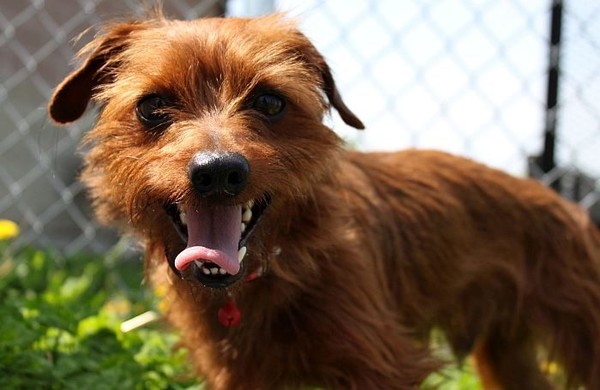 사진 Petfoodindustry