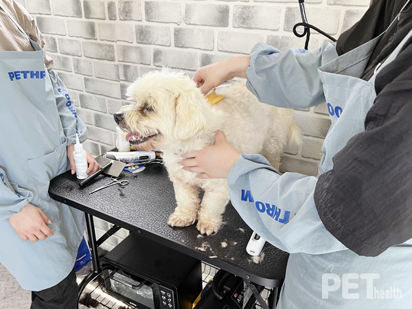 사진 비엠스마일