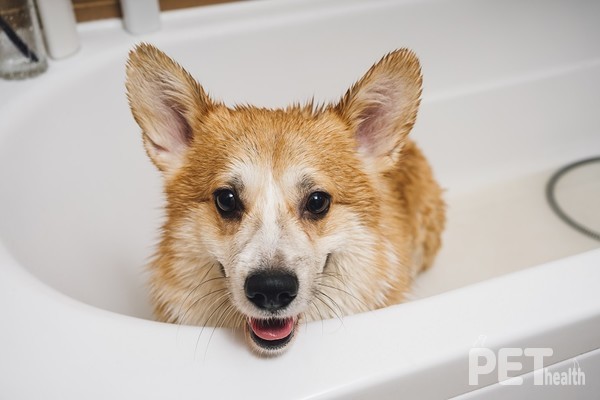 사진 울지마마이펫