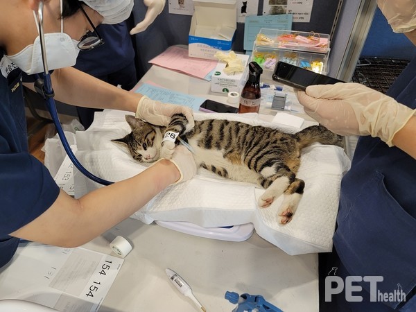 길고양이 중성화 수술 모습. 사진 경기도