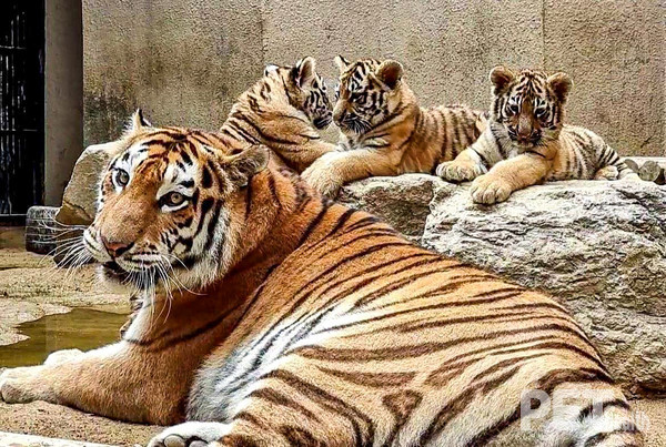 순수 혈통 시베리아 호랑이 삼둥이(해랑, 파랑, 사랑이) 100일 때 모습. 사진 서울시