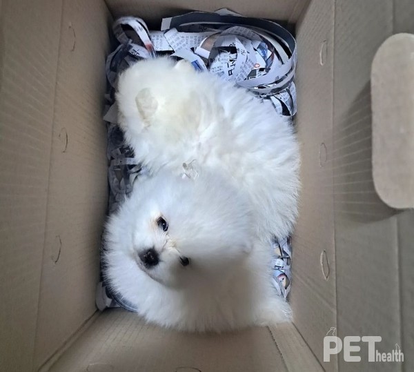 경매장 박스에 담겨진 몰티즈. 사진 비글구조네트워크