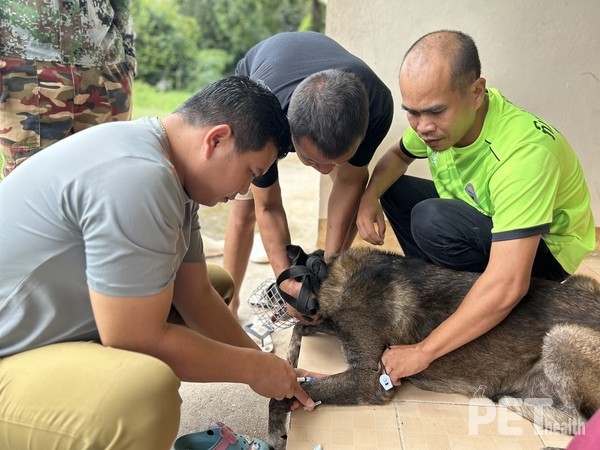 사진 국경없는수의사회
