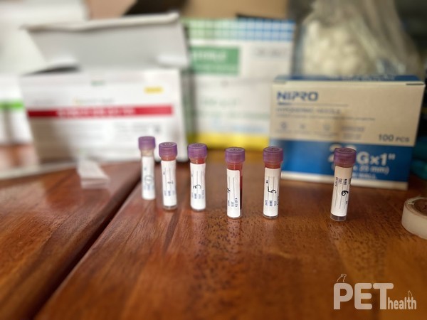 사진 국경없는수의사회