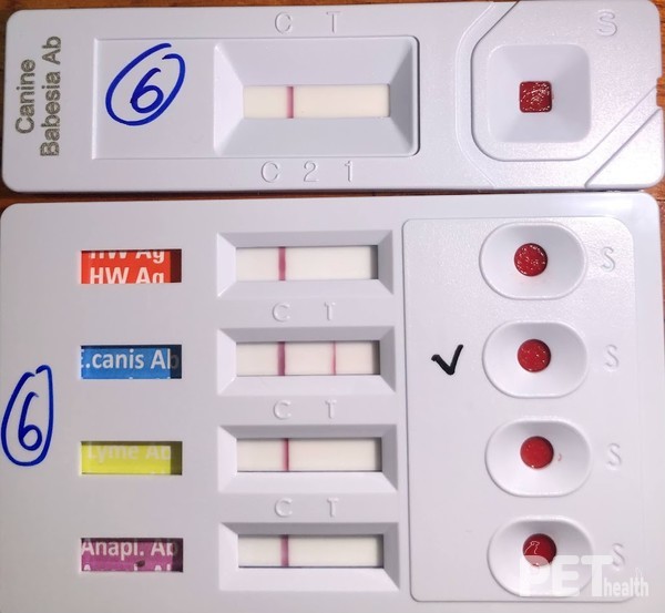 사진 국경없는수의사회