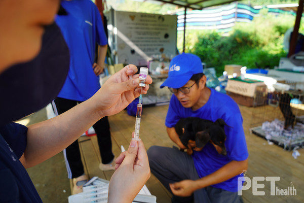레인보우쉼터에 보호 중인 유기견에게 녹십자수의약품 GVAX DHPP 백신을 접종하고 있다. 사진 녹십자수의약품