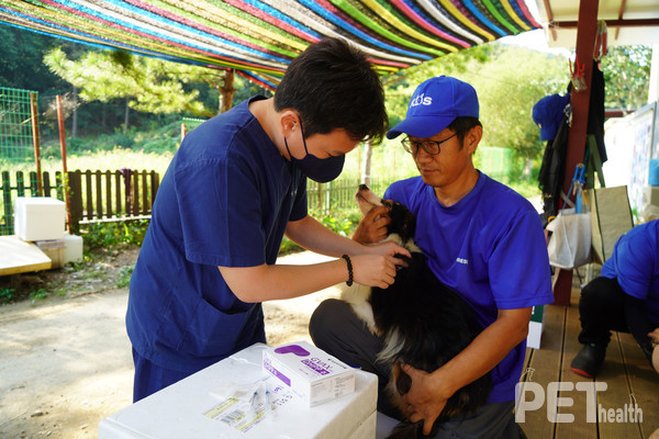 레인보우쉼터에 보호 중인 유기견에게 녹십자수의약품 GVAX DHPP 백신을 접종하고 있다. 사진 녹십자수의약품