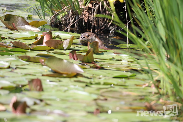 수달 모습. 사진 서울대공원