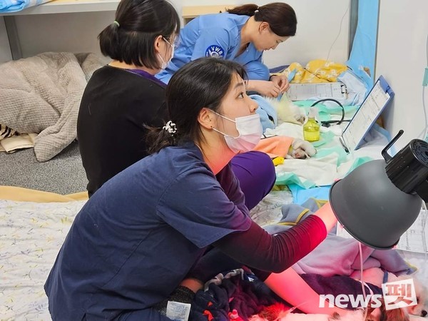 [사진=국경없는수의사회]