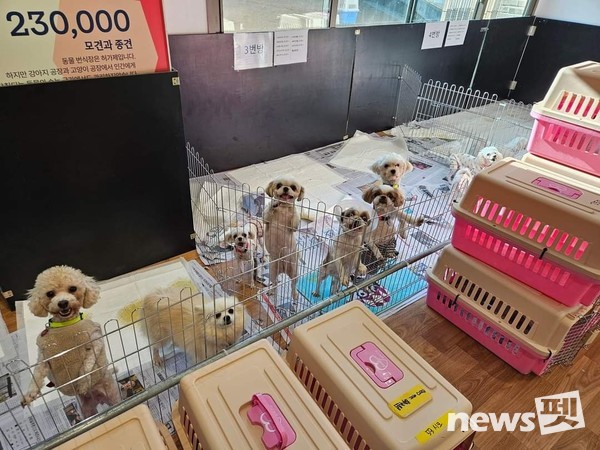 [사진=국경없는수의사회]