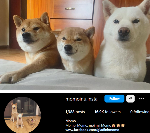 베트남 인스타그램에서 활동하는 강아지 인플루언서 사진. 자료 코트라