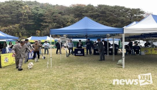 안성도그쇼 현장. 사진 한국애견연맹
