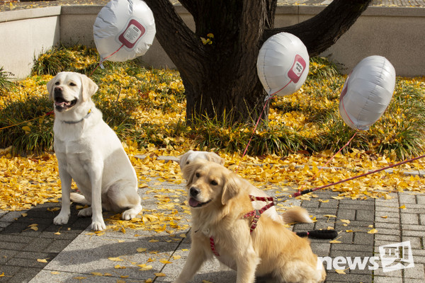 청주대학교 광고홍보학과 학생들이 반려견 헌혈을 홍보하는 ‘벌룬티어스’ 캠페인을 11월 한 달 동안 오창호수공원, 세종호수공원, 중흥공원에서 진행했다. 사진 청주대학교