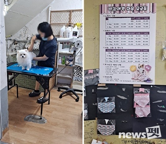 무등록 동물미용업소 영업 장면(반려견 미용 및 요금표). 사진 서울시