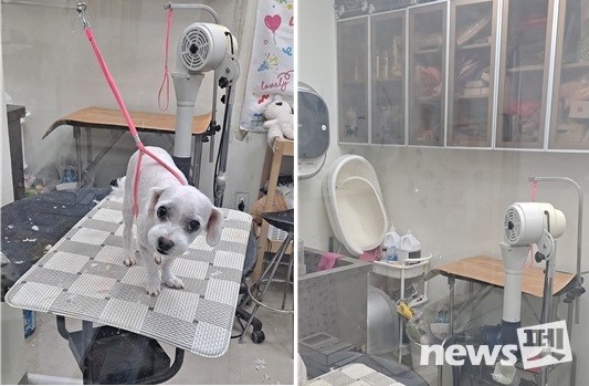 무등록 동물미용업소 영업 장면(반려견 미용 및 목욕·미용도구). 사진 서울시