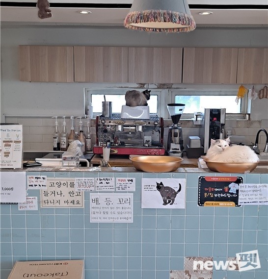 영업 시설 기준 미달 동물전시업소(동물전시업소와 카페 미분리). 사진 서울시