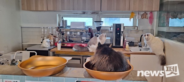 영업 시설 기준 미달 동물전시업소(음료 제조 공간에 앉아 있는 전시동물들). 사진 서울시