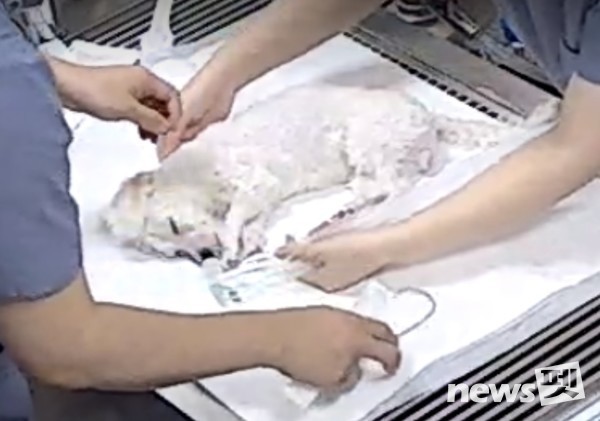 아파트 9층에서 떨어져 병원으로 이송된 강아지. [사진=동물권행동 카라]