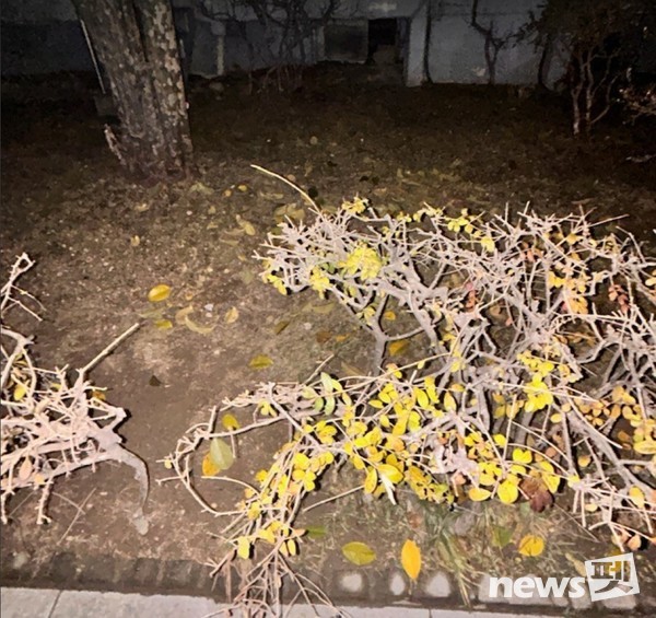 강아지가 추락한 장소. [사진=동물권행동 카라]