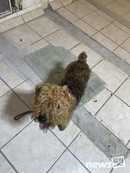 Boundary 교육 중-처음에는 간식을 바닥에 터치하고 주는 것부터가 시작이다. 사진 필자제공