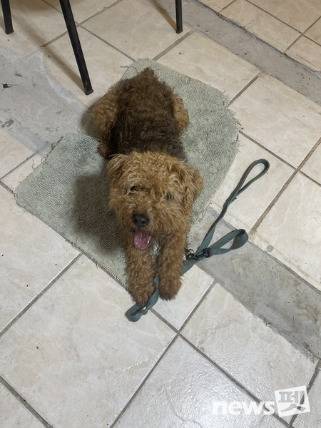 Arousal up&down-처음에는 시간이 걸리지만 흥분상태를 switch off하고 즉시 엎드리게 된다. 사진 필자제공