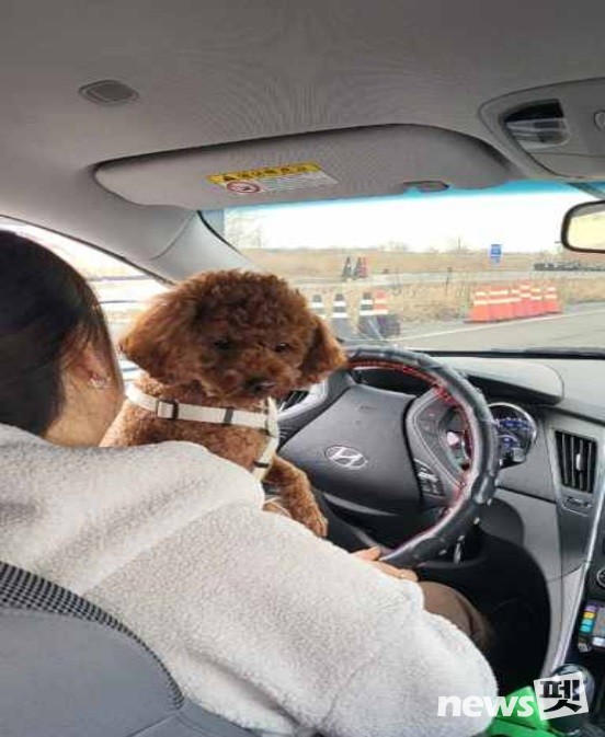 반려동물 동반 운전 모습. 사진 한국교통안전공단