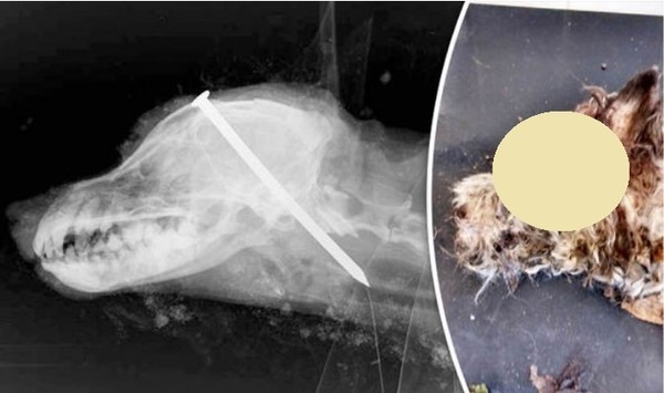 영국에서 문제 된 안락사 사진. 자료 필자제공