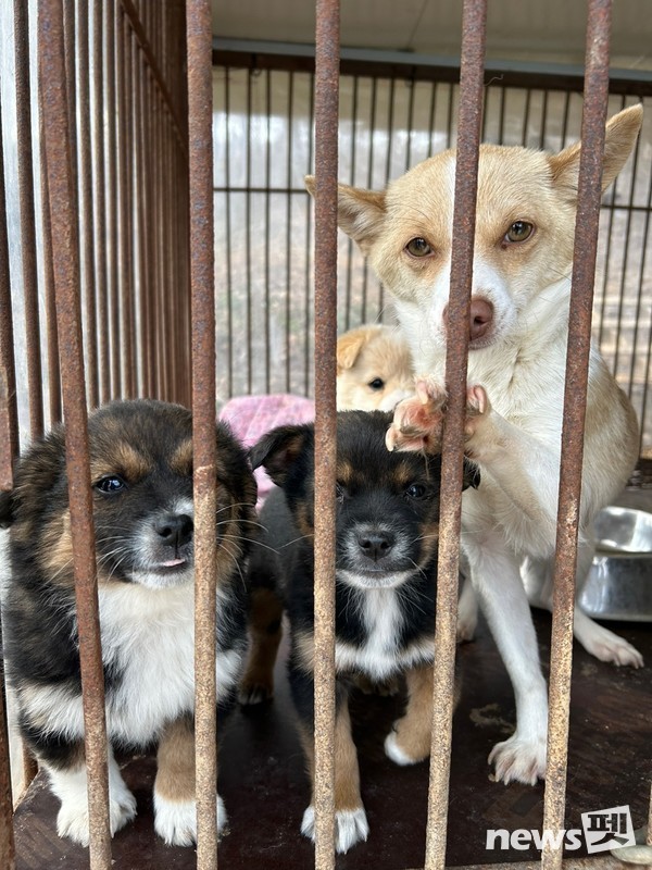구조 전 동물보호소 모습. [사진=루시의 친구들]