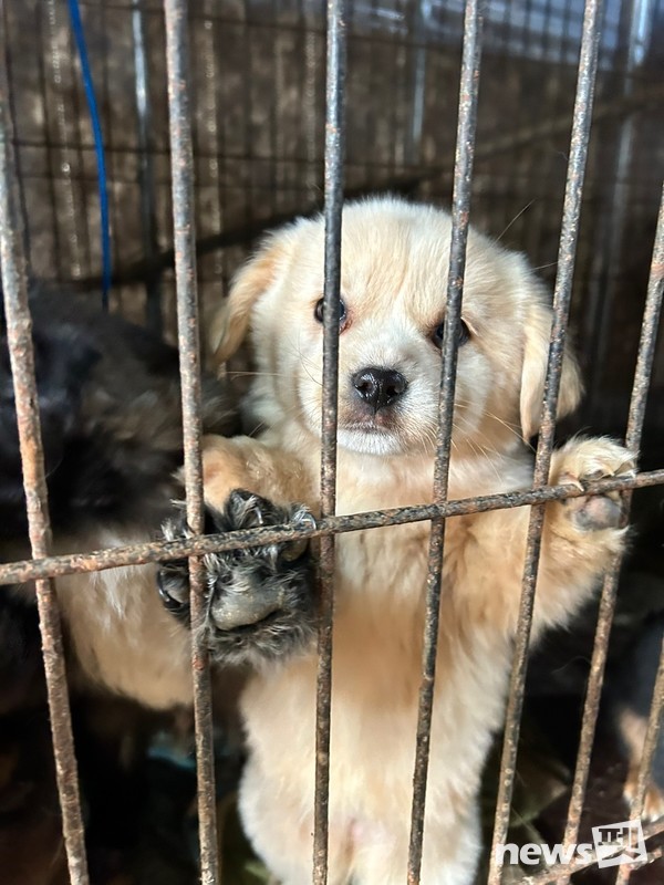 구조 전 동물보호소 모습. [사진=루시의 친구들]