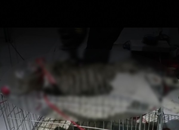 카카오톡 캣맘혐오방에 게시된 고양이 학대 영상 캡처. [사진=동물권행동 카라]