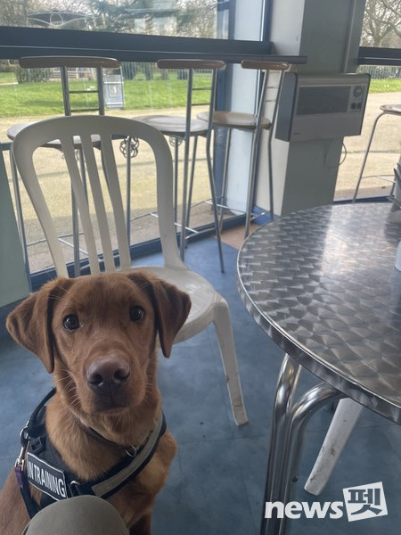 동네 카페에서 훈련 중인 마일로. 사진 필자제공