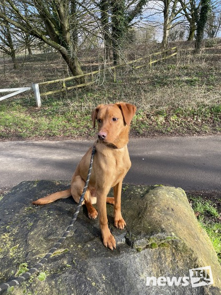 마일로(11개월 래브라도). 사진 필자제공