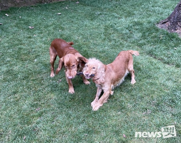 로키(왼쪽, 3살 코커스패니얼)와 피치스. 사진 필자제공