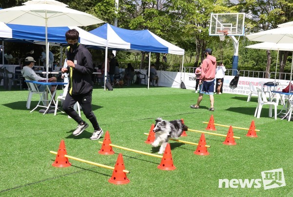 반려견 순회 놀이터 모습. 사진 강남구
