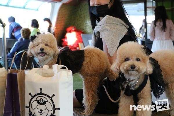 댕댕크루즈 모습. 사진 펫츠고트래블