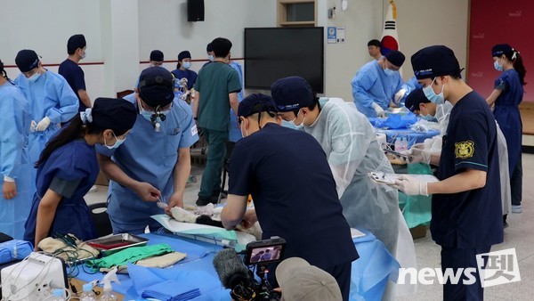 국경없는수의사회가 지난달 28일 경기 양주시와 함께 양주시농업기술센터에서 ‘중성화 수술 프로젝트’를 진행했다. 사진 국경없는수의사회